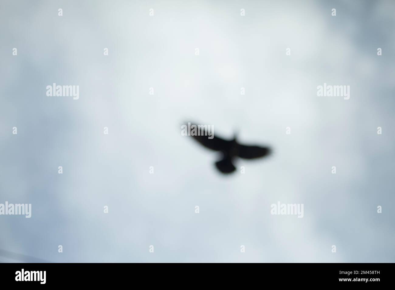 Verschwommene Silhouette des Rabens. Unscharfes Vogelbild. Beispiel für schlechtes Sehvermögen. Wie ein Mensch ohne Brille sieht. Aquarelleffekt von Pikt Stockfoto