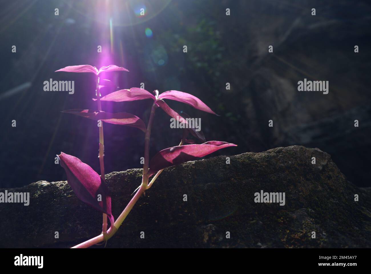 Wunderschöne violette Lichtreflexion von violetten Blättern an sonnigen Tagen im Garten Stockfoto