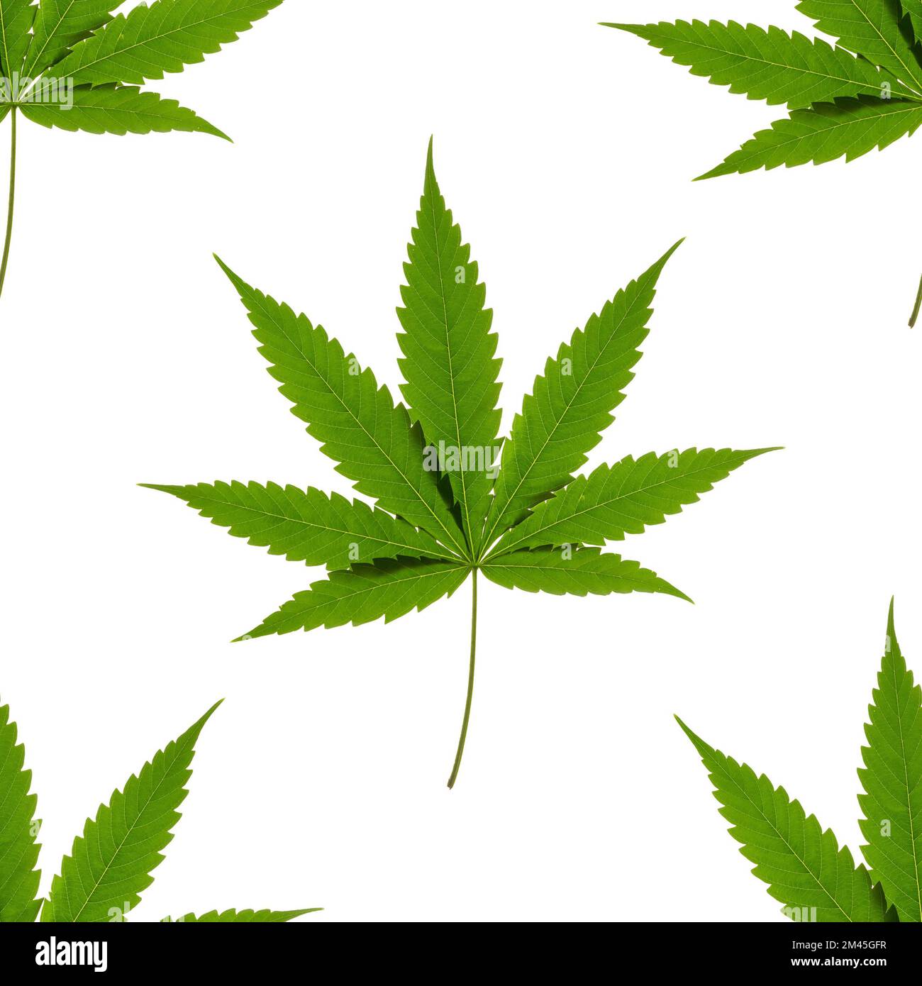 Nahtloses Muster eines grünen Cannabisblattes auf weißem Hintergrund. Isolierter Hintergrund. Tapete. Horizontales Foto für Ihr Design. Stockfoto