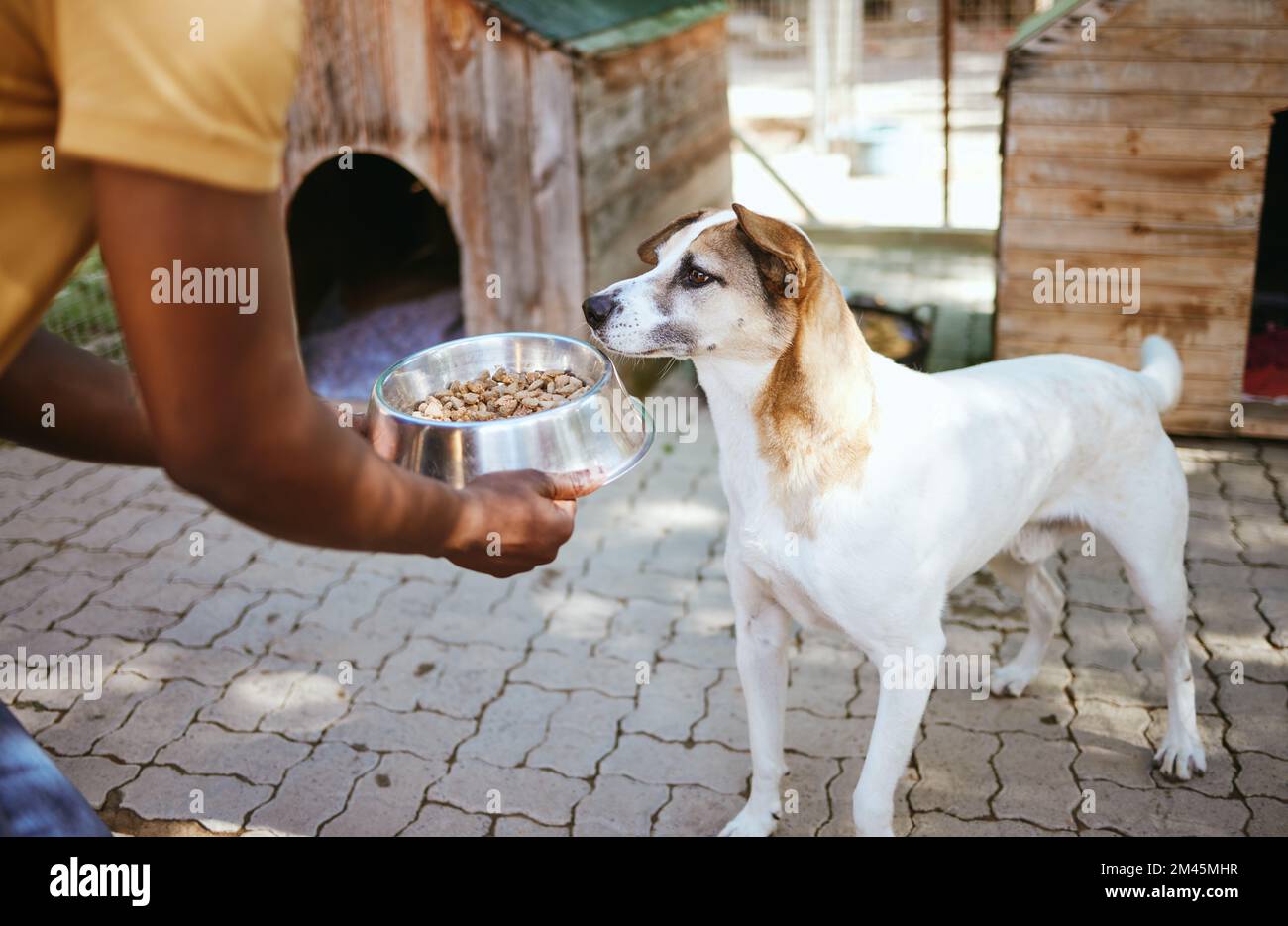 Hunde-, Futter- und Tierheim mit einem Freiwilligen, der in einem Rettungszentrum arbeitet, während er einen Hund zur Adoption füttert. Haustier, Almosen und Obdachlose Stockfoto