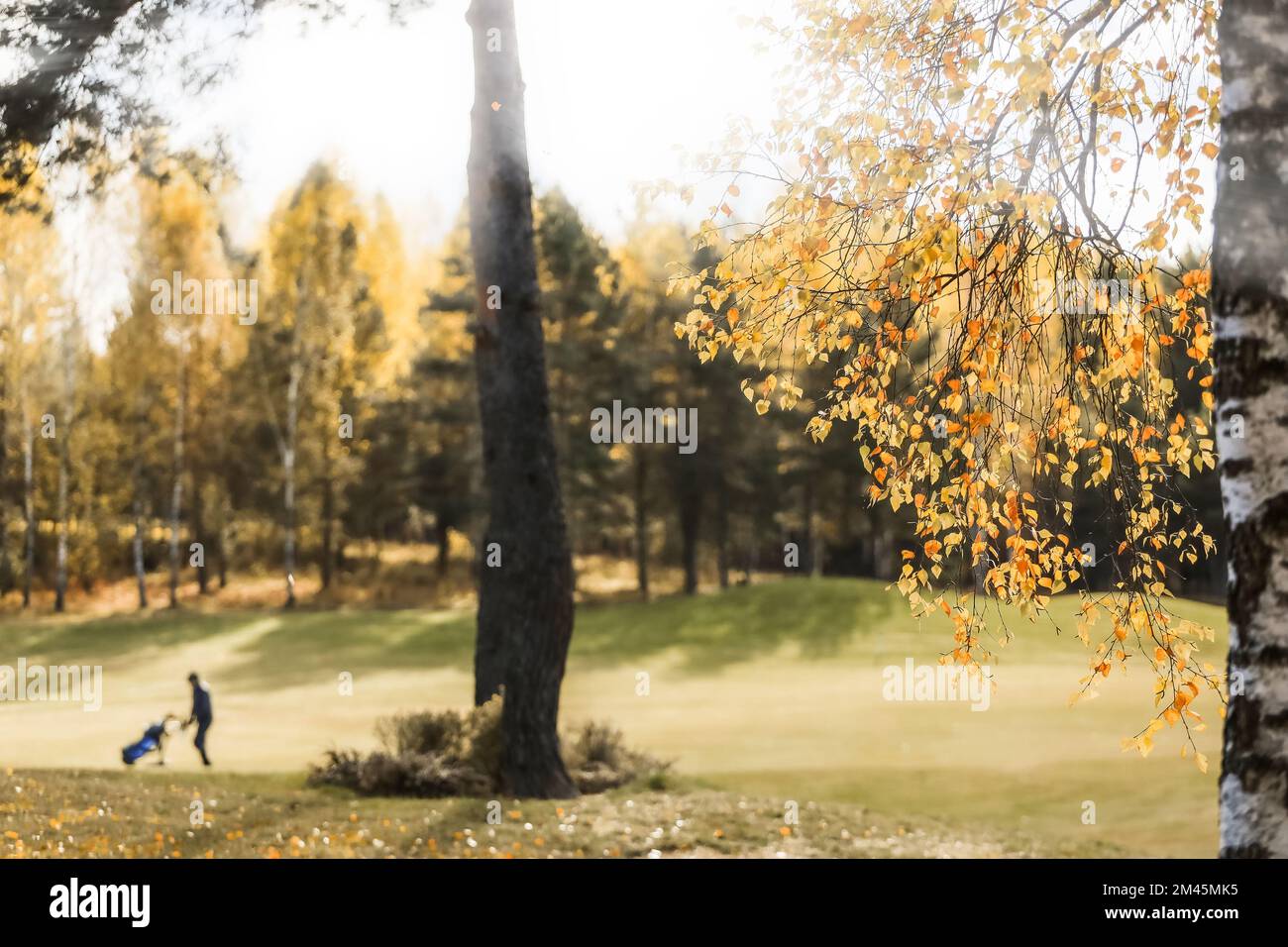 Golfplatz, Landschaft, Herbstlaub vor der Kulisse eines Waldes und ein Golfer auf dem Feld Stockfoto