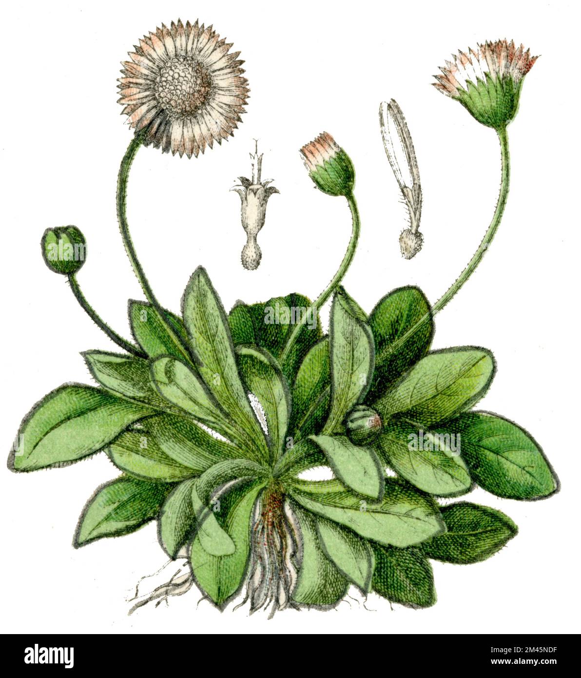 daisy Bellis perennis, (Botanikbuch, 1900), Gänseblümchen Stockfoto