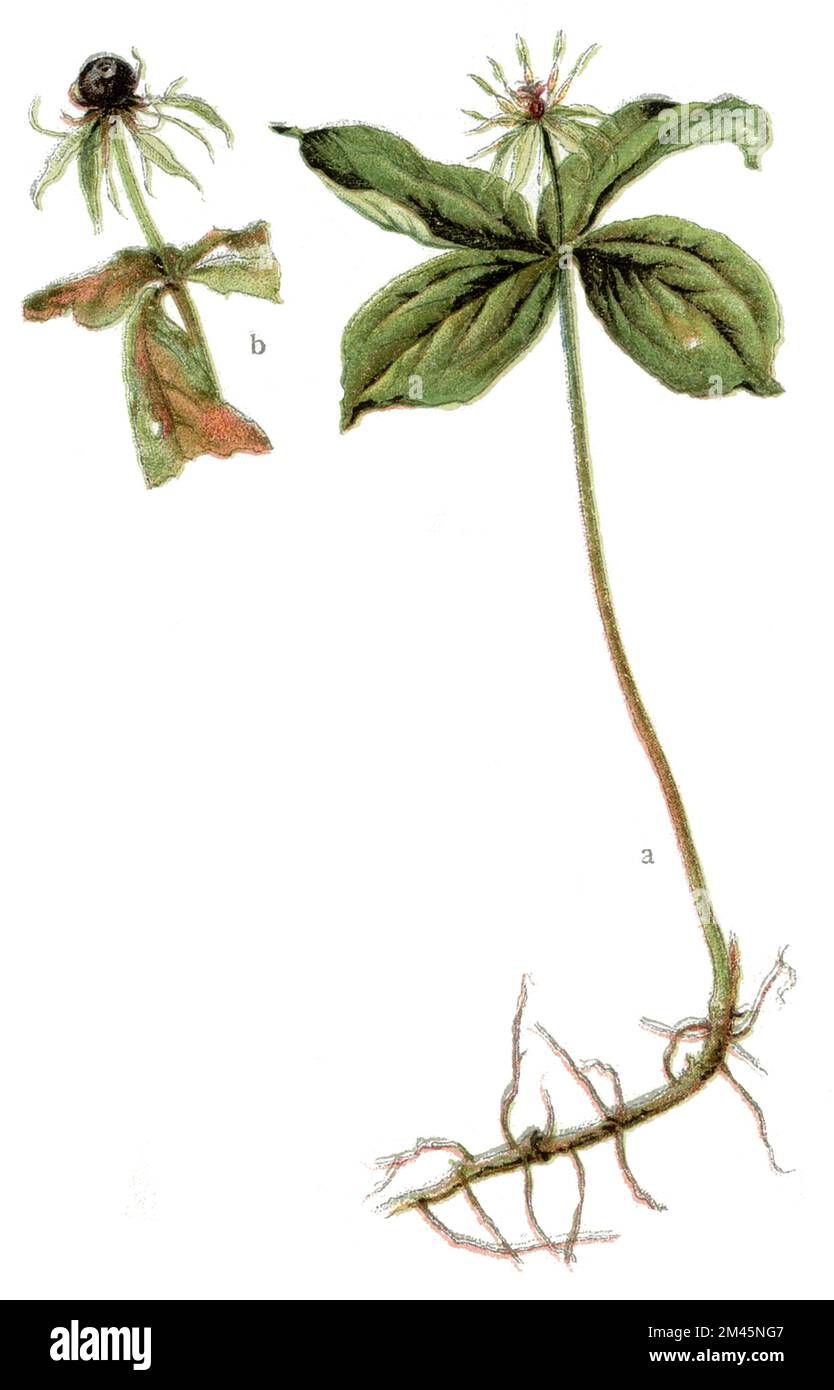 Paris quadrifolia, Herb-paris oder echter Liebesknoten Paris quadrifolia, (Gesundheitsbuch, 1920), Einbeere Stockfoto