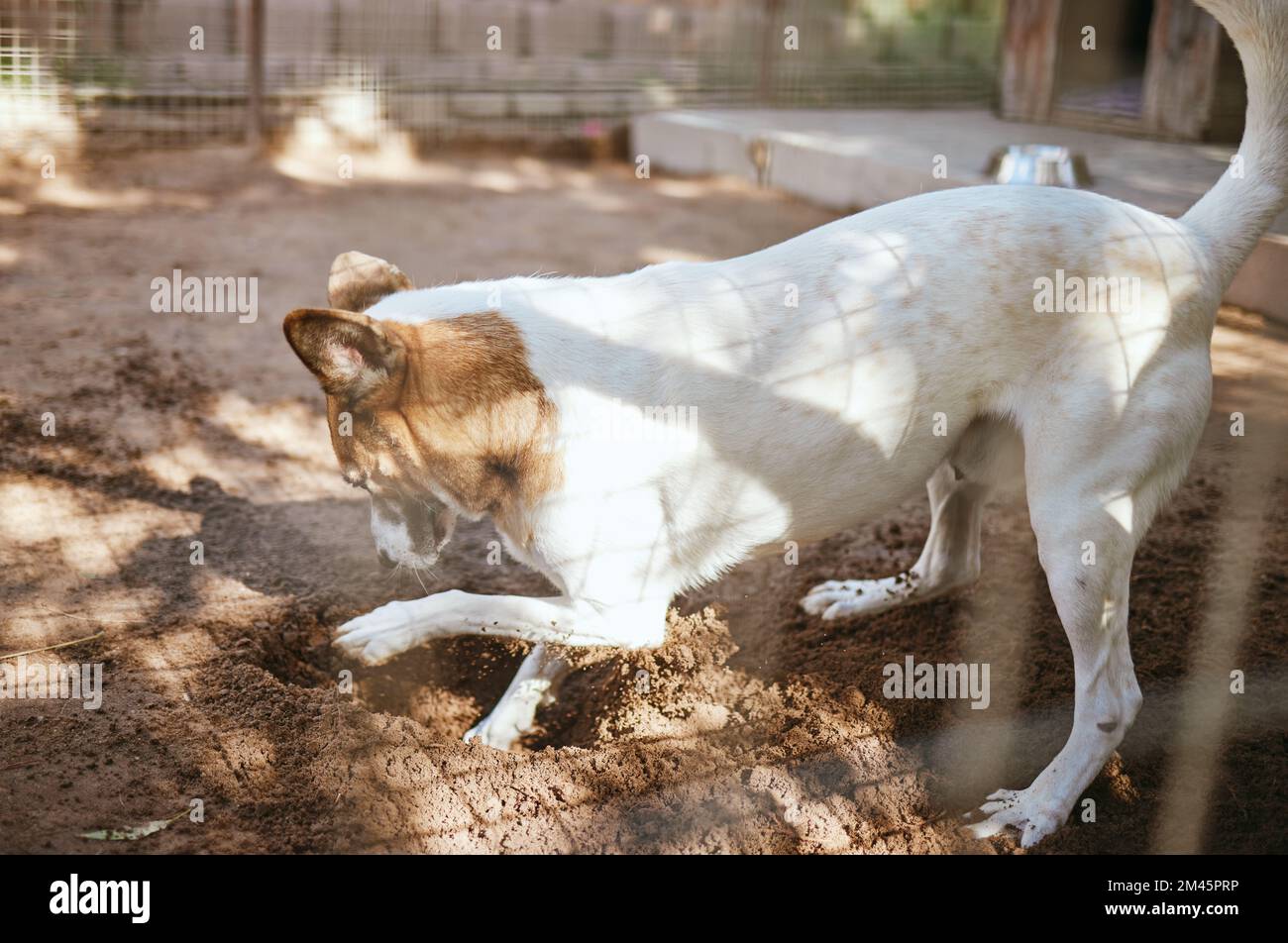 Hund spielt im Schlamm, Schmutz oder Sand, um Spaß zu haben, oder gräbt