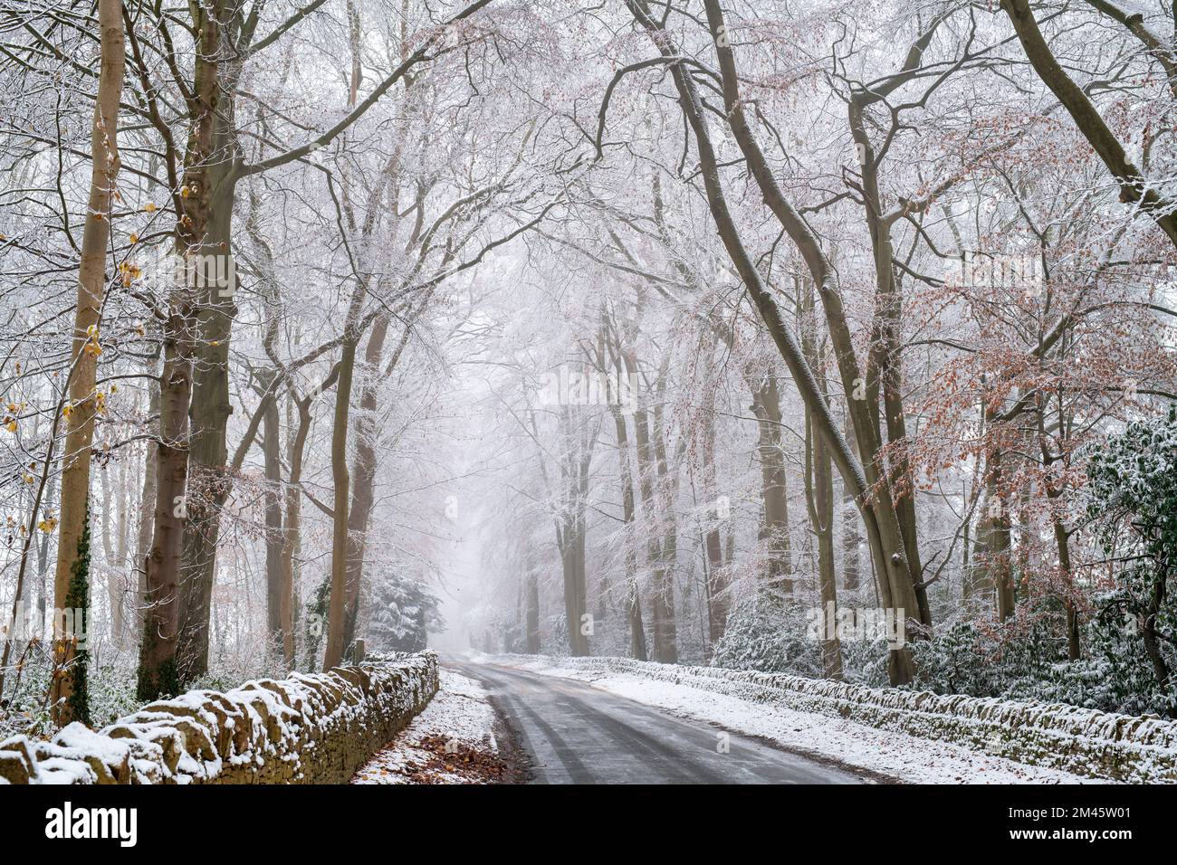 Fagus sylvatica. Winter Buchen Bäume entlang einer Landstraße im Schnee. Stow on the Wold, Cotswolds, Gloucestershire, England Stockfoto