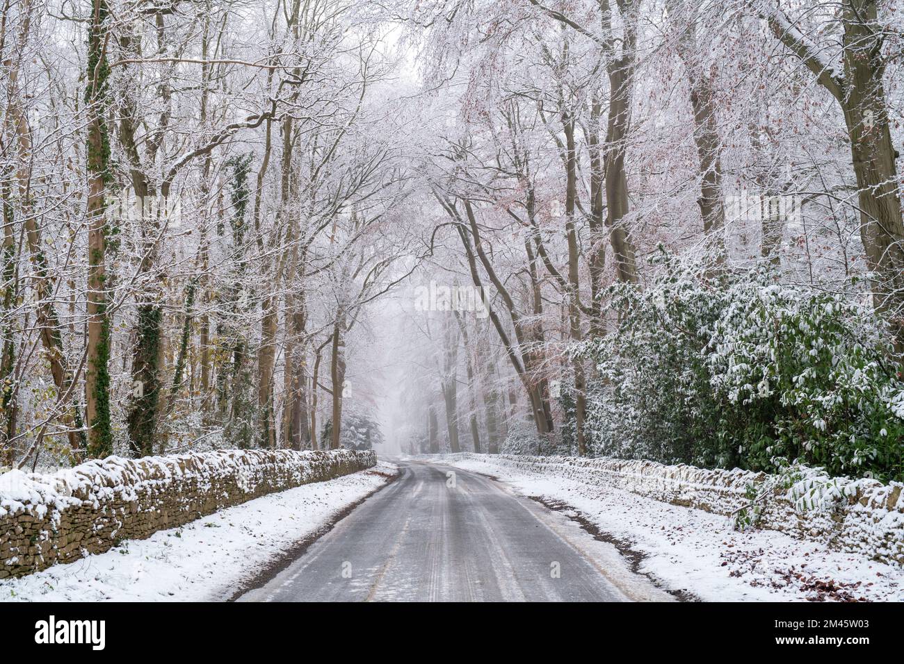 Fagus sylvatica. Winter Buchen Bäume entlang einer Landstraße im Schnee. Stow on the Wold, Cotswolds, Gloucestershire, England Stockfoto