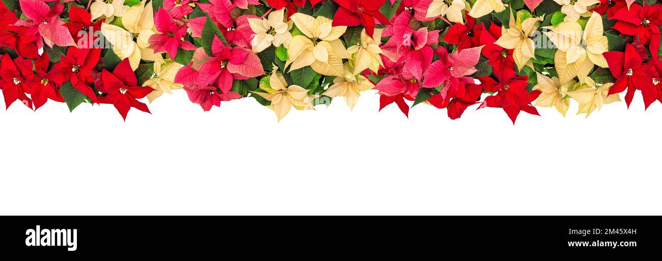 Poinsettia Blumen Girlande. Weihnachtsdekoration isoliert Stockfoto