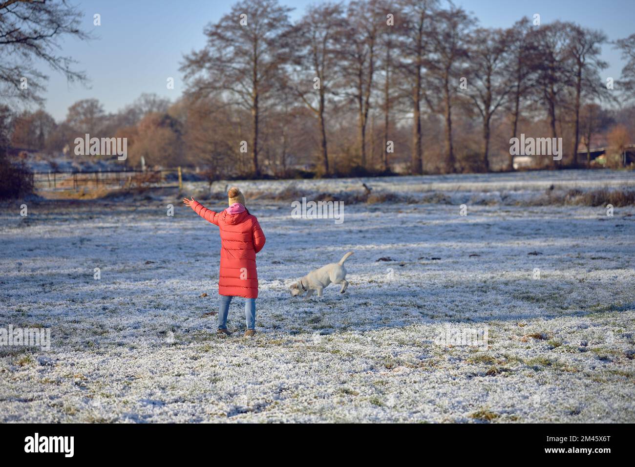 Eine Frau mittleren Alters, die im Winter einen roten Mantel trägt und ihrem gelben labrador Retriever draußen Befehle erteilt Stockfoto