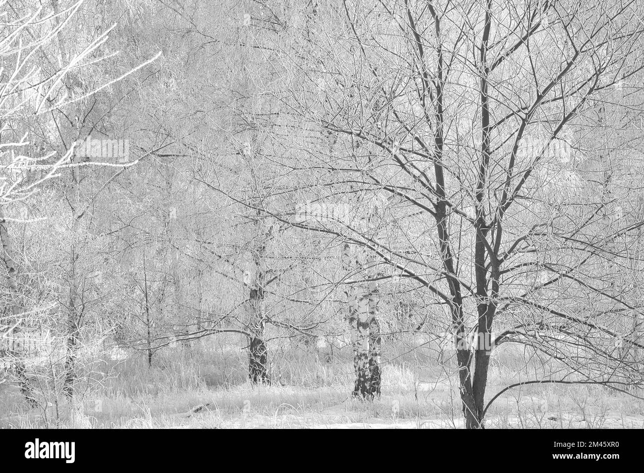 Schneebedeckter Birkenwald am Stadtrand von Berlin. An den Zweigen bildet Frost Eiskristalle. Klare, kalte Luft und Sonnenstrahlen beim Gehen. Stockfoto