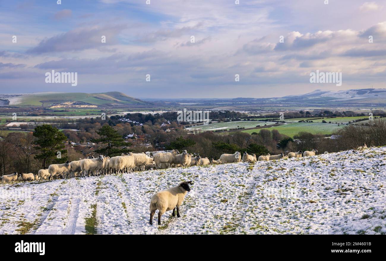 Schafe grasen im Schnee unter der Kingston Ridge im Süden von East Sussex Stockfoto