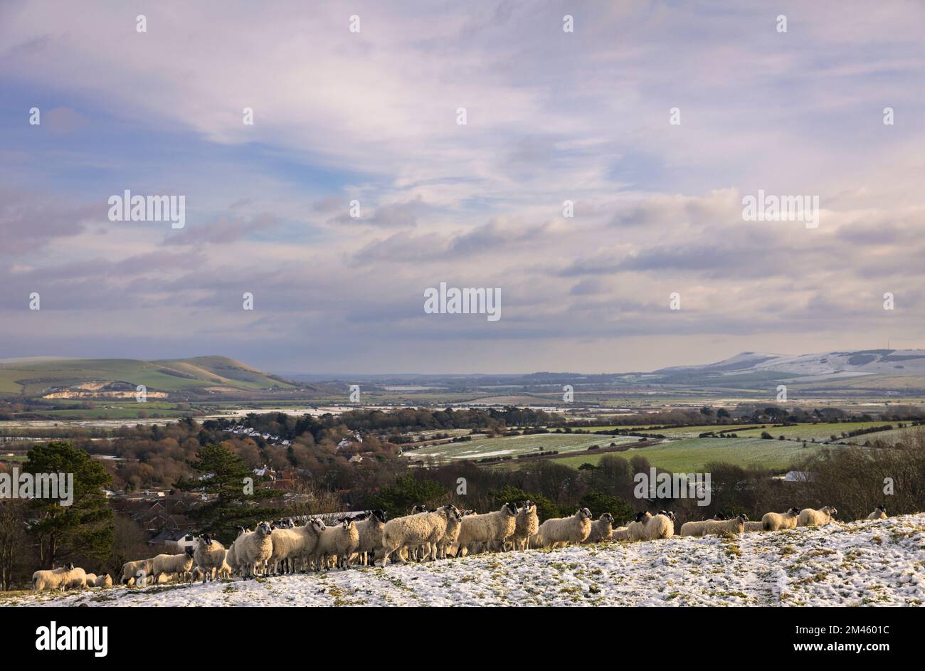 Schafe grasen im Schnee unter der Kingston Ridge im Süden von East Sussex Stockfoto