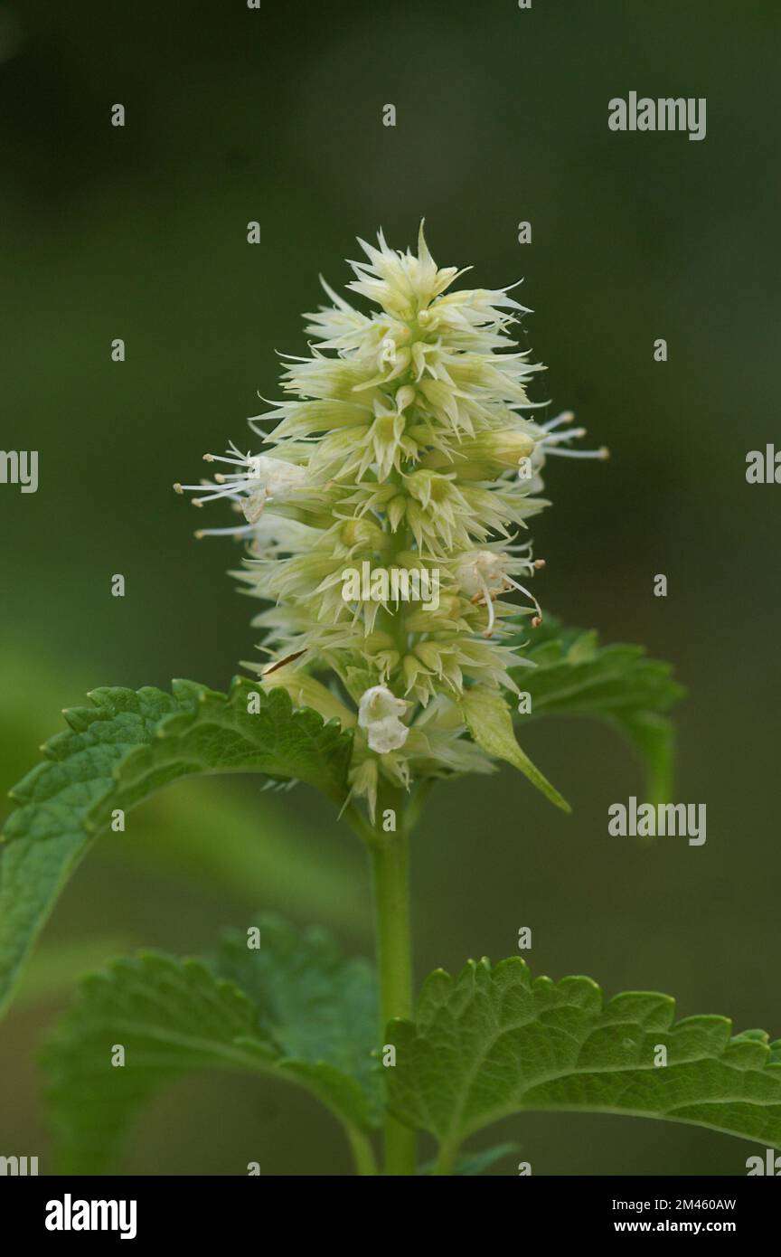 Eine blühende Agastache-rugosa-Blume mit verschwommenem Hintergrund Stockfoto