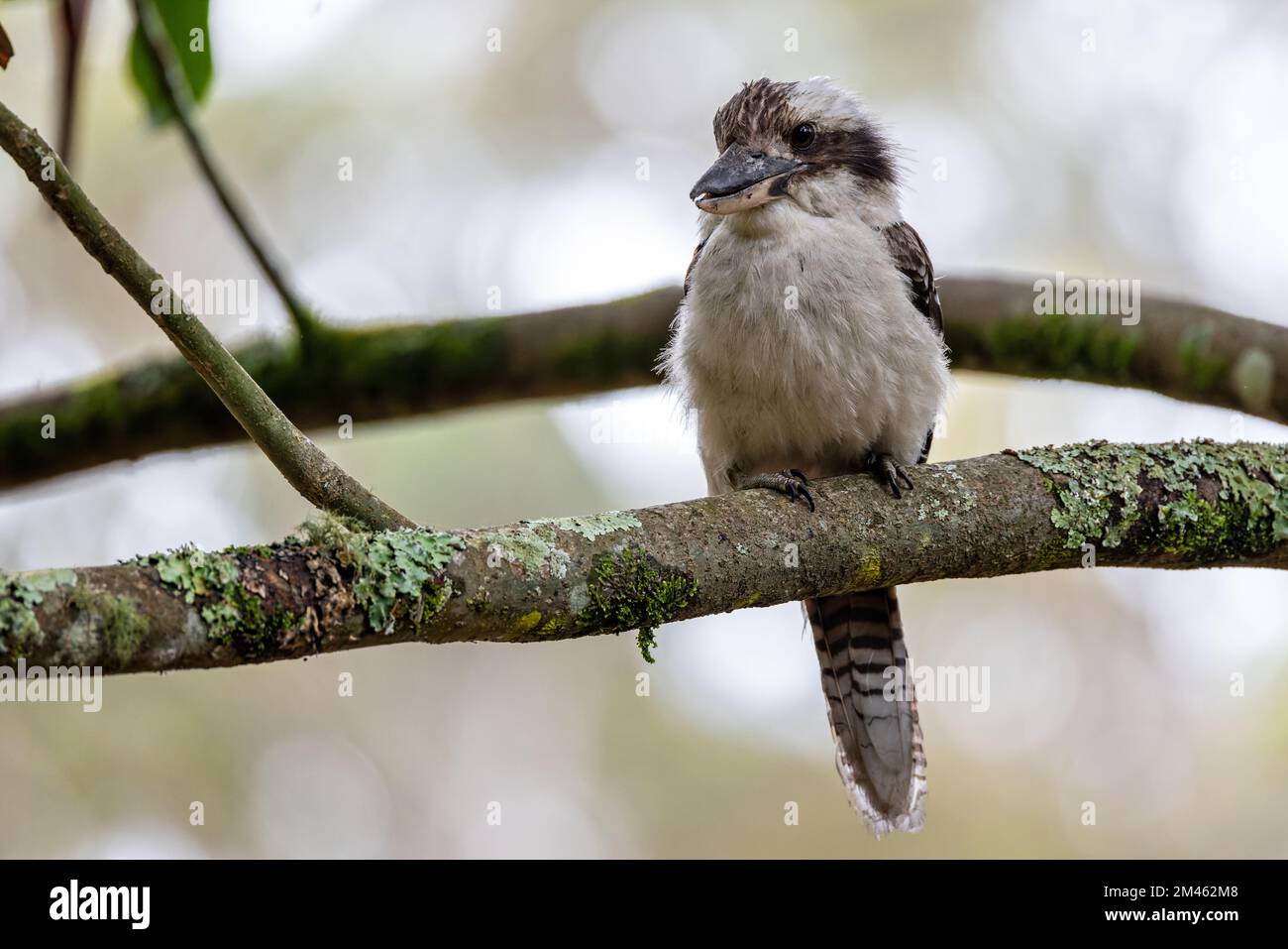 Nahaufnahme eines australischen Kookaburra-Vogels hoch oben auf einem Ast Stockfoto