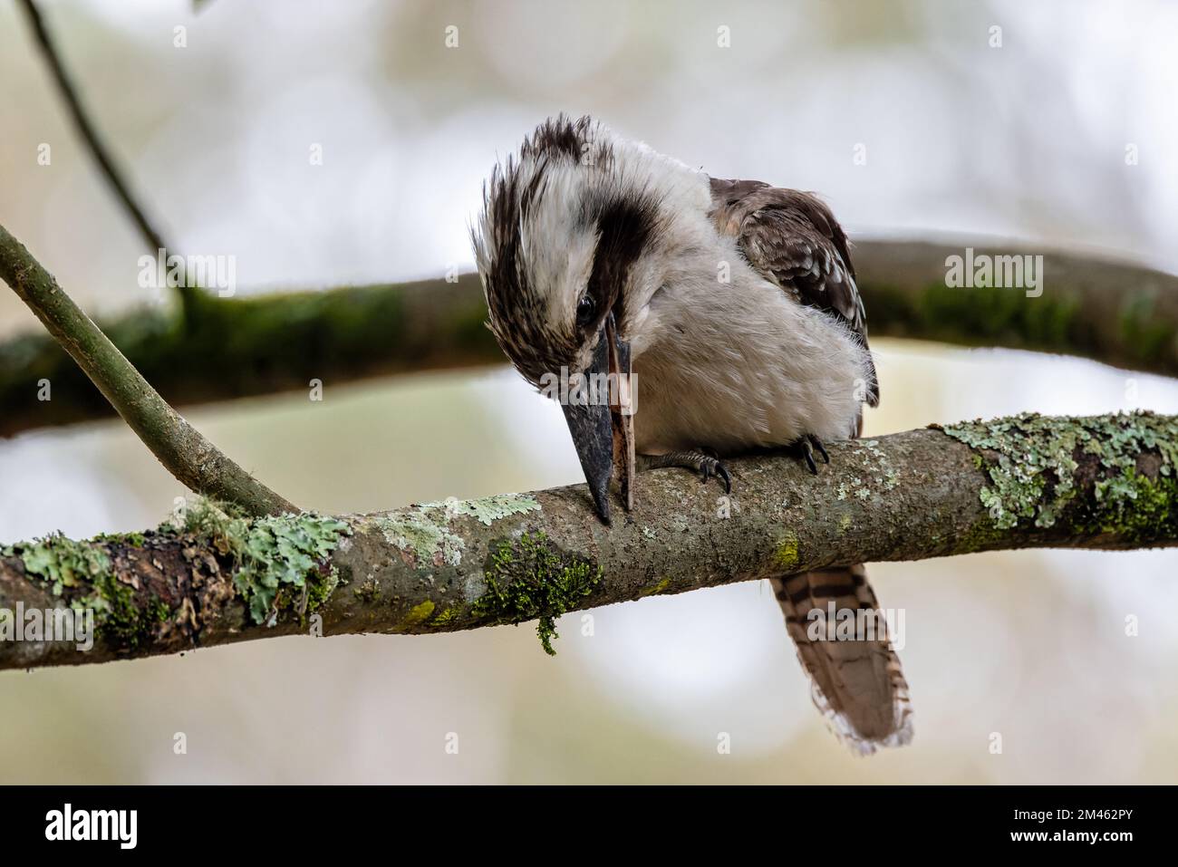 Nahaufnahme eines australischen Kookaburra-Vogels, der einen Ast hackte. Stockfoto