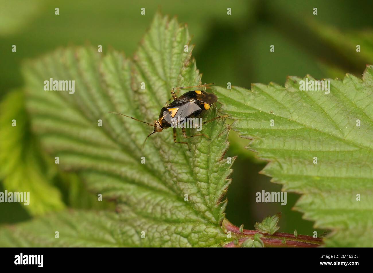 Eine Nahaufnahme einer gewöhnlichen Nesselkapside, Liocoris tripustulatus, auf einem grünen Blatt im Garten Stockfoto