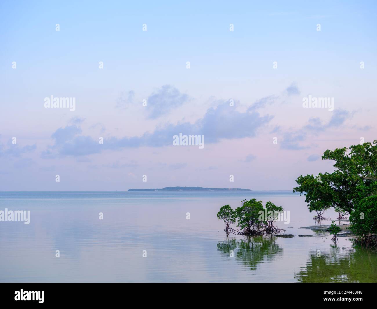 Mangrove auf der Wasseroberfläche Stockfoto
