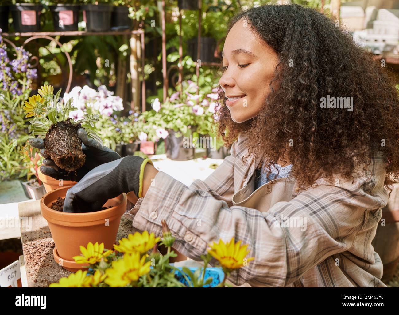 Gartenarbeit, Botanik und Gartencenter mit einer schwarzen Frau bei der Arbeit, mit einer Topfpflanze in einem Kinderzimmer als Florist. Kleine Unternehmen, Natur und Frühling mit einem Stockfoto