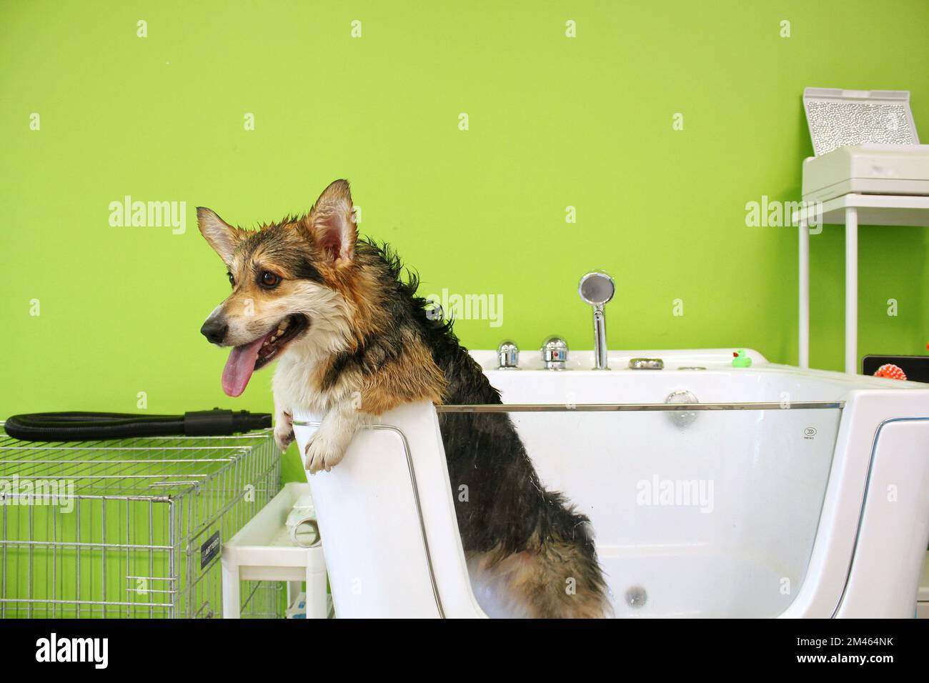 Corgi welsh pembroke mit nassem Pelz stand nach dem Baden im Badezimmer Stockfoto