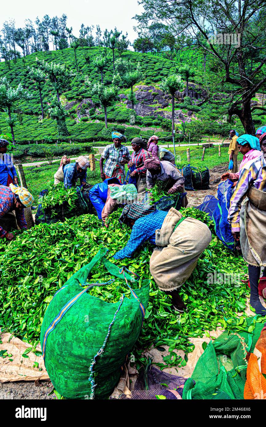 Teeblätter verpacken, Munnar, Idukki District, Kerala, Indien Stockfoto