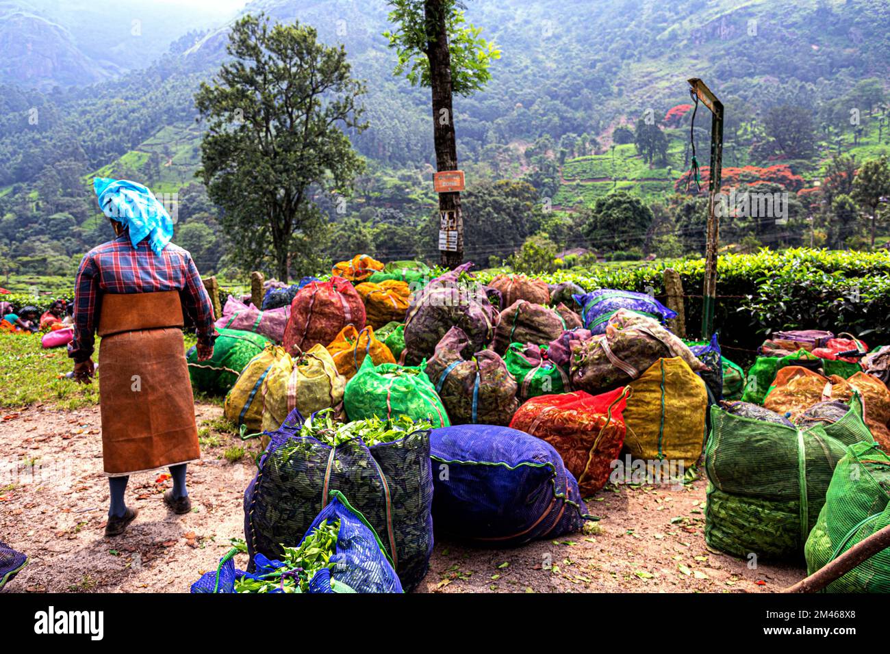 Gepackte Teeblätter, Munnar, Bezirk Idukki, Kerala, Indien Stockfoto