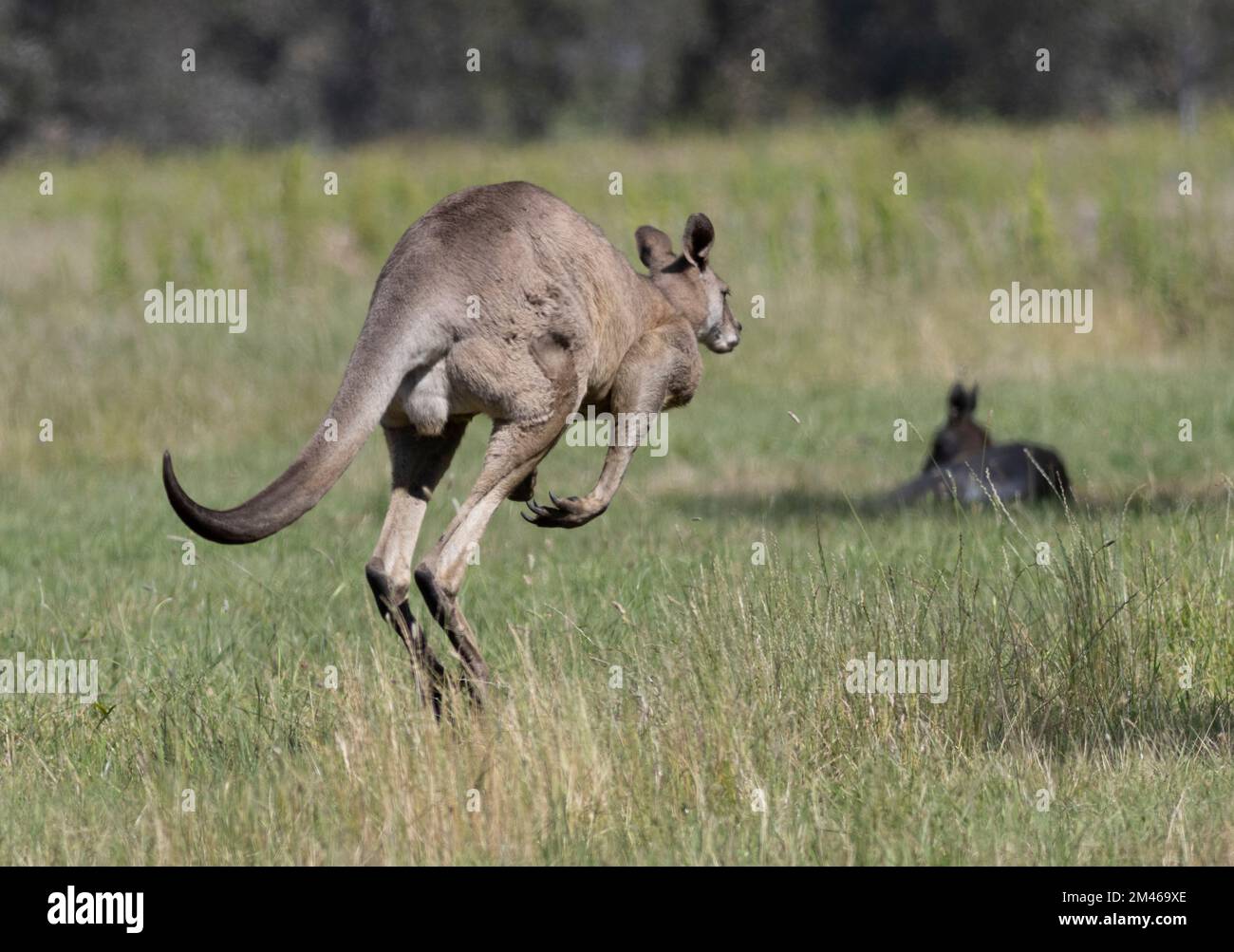 Kängurus sind einige der bekanntesten und bekanntesten einheimischen Tiere Australiens. Stockfoto