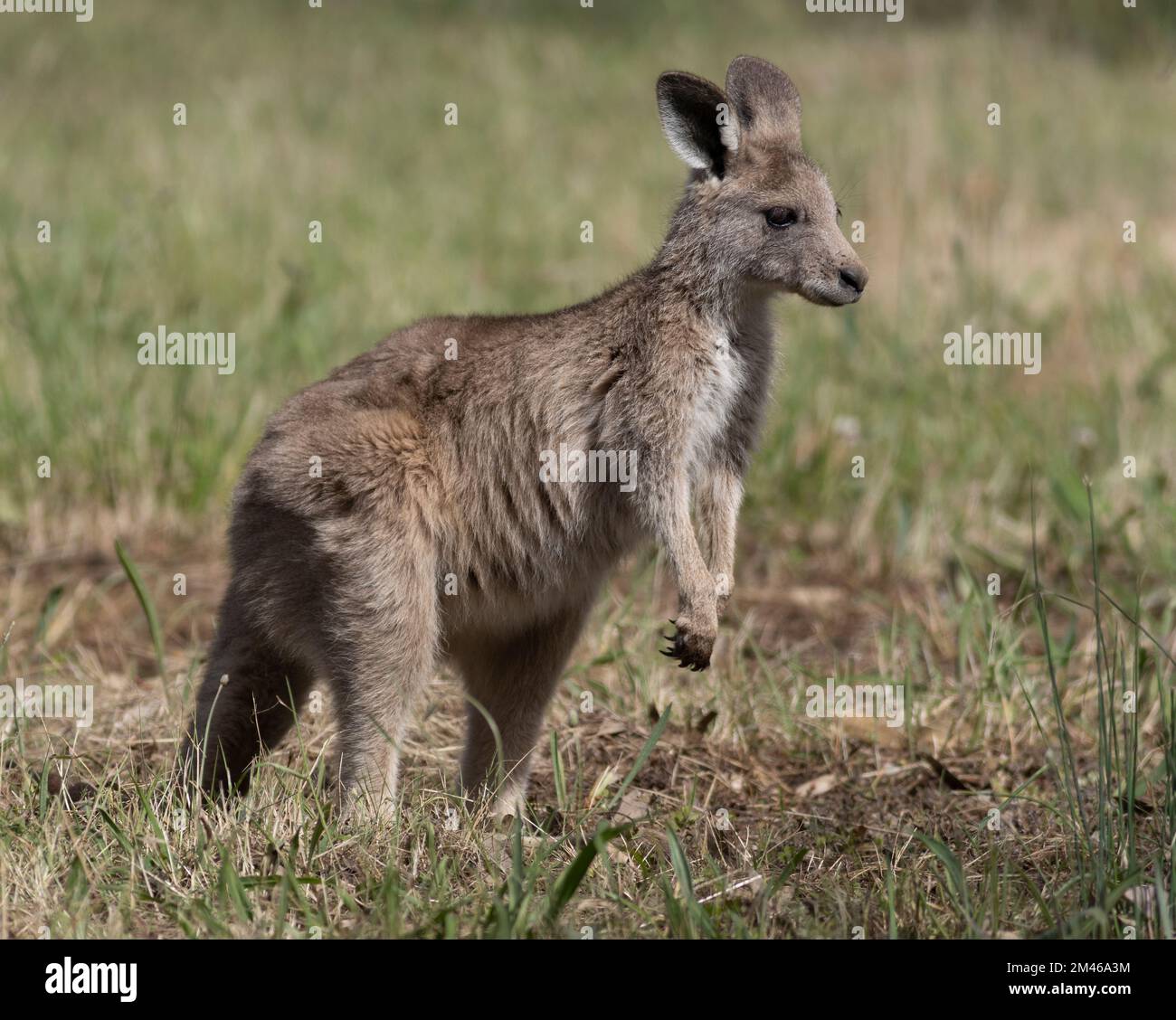 Kängurus sind einige der bekanntesten und bekanntesten einheimischen Tiere Australiens. Stockfoto