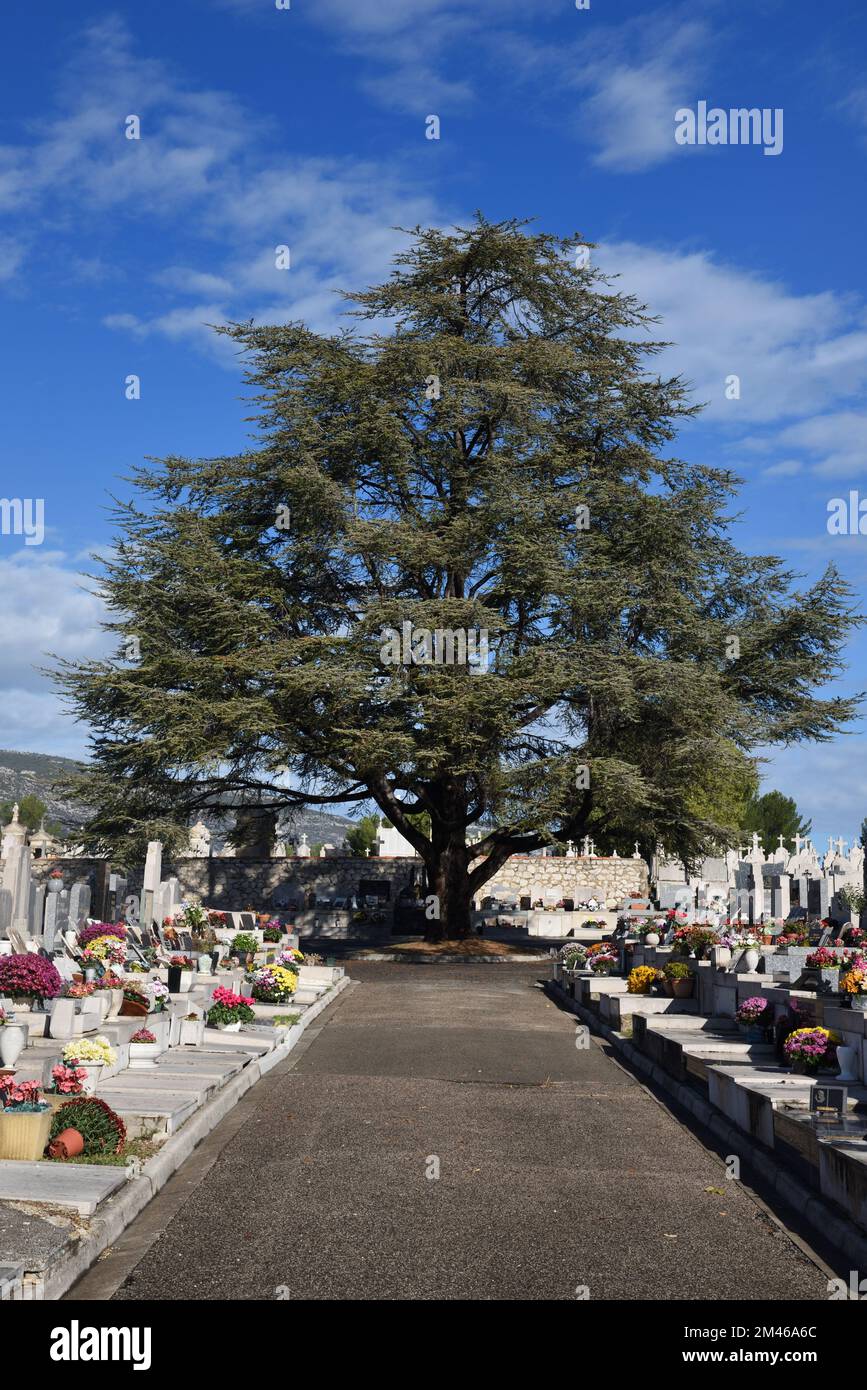 Riesen-Cedar, Atlas-Cedar, Cedrus atlantica, isoliert an der Kreuzung der Wege auf dem Passons-Friedhof Aubagne Frankreich Stockfoto