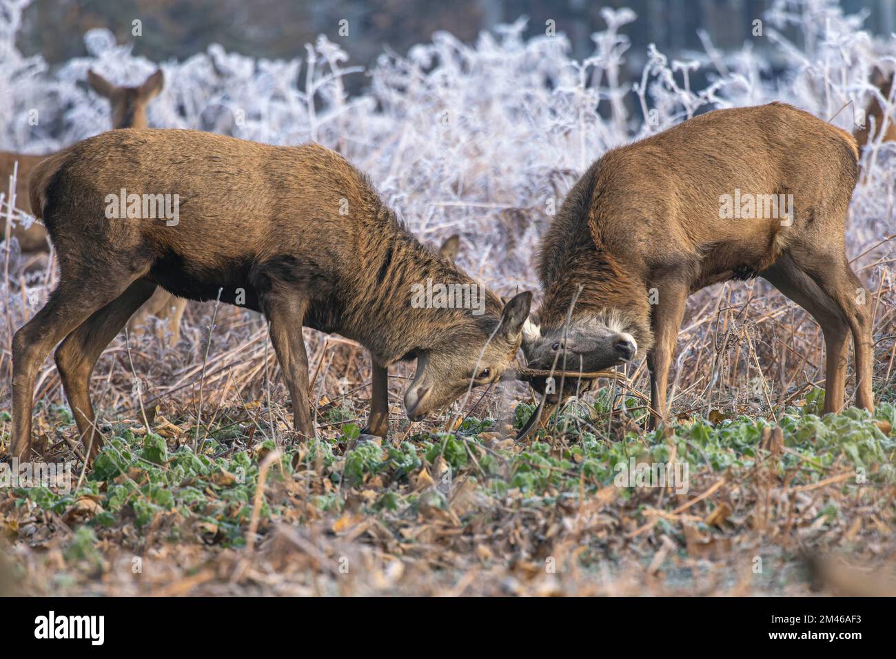 ATEMBERAUBENDE Bilder von zwei Jugendlichen Stags, die unter den wachsamen Augen ihres dominanten Vaters miteinander Boxen, wurden im Buschpark Richmon aufgenommen Stockfoto