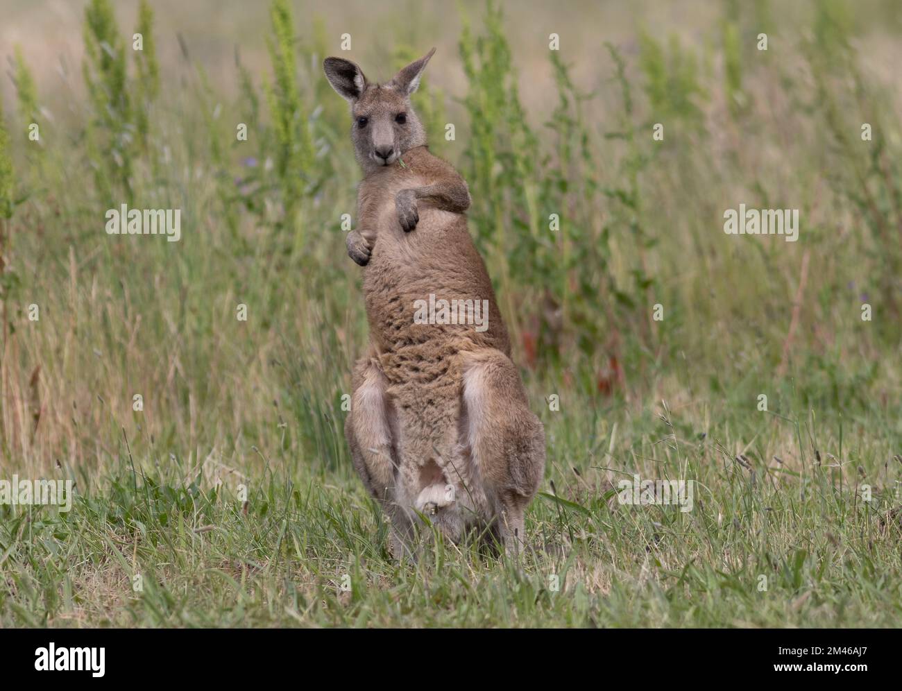 Kängurus sind einige der bekanntesten und bekanntesten einheimischen Tiere Australiens. Stockfoto