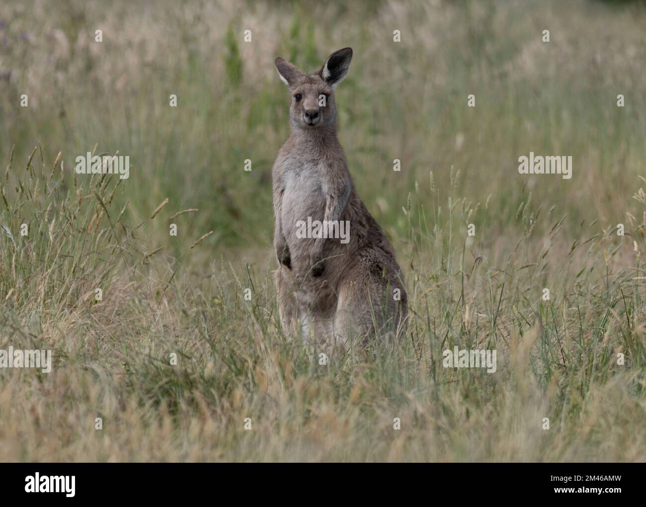 Kängurus sind einige der bekanntesten und bekanntesten einheimischen Tiere Australiens. Stockfoto