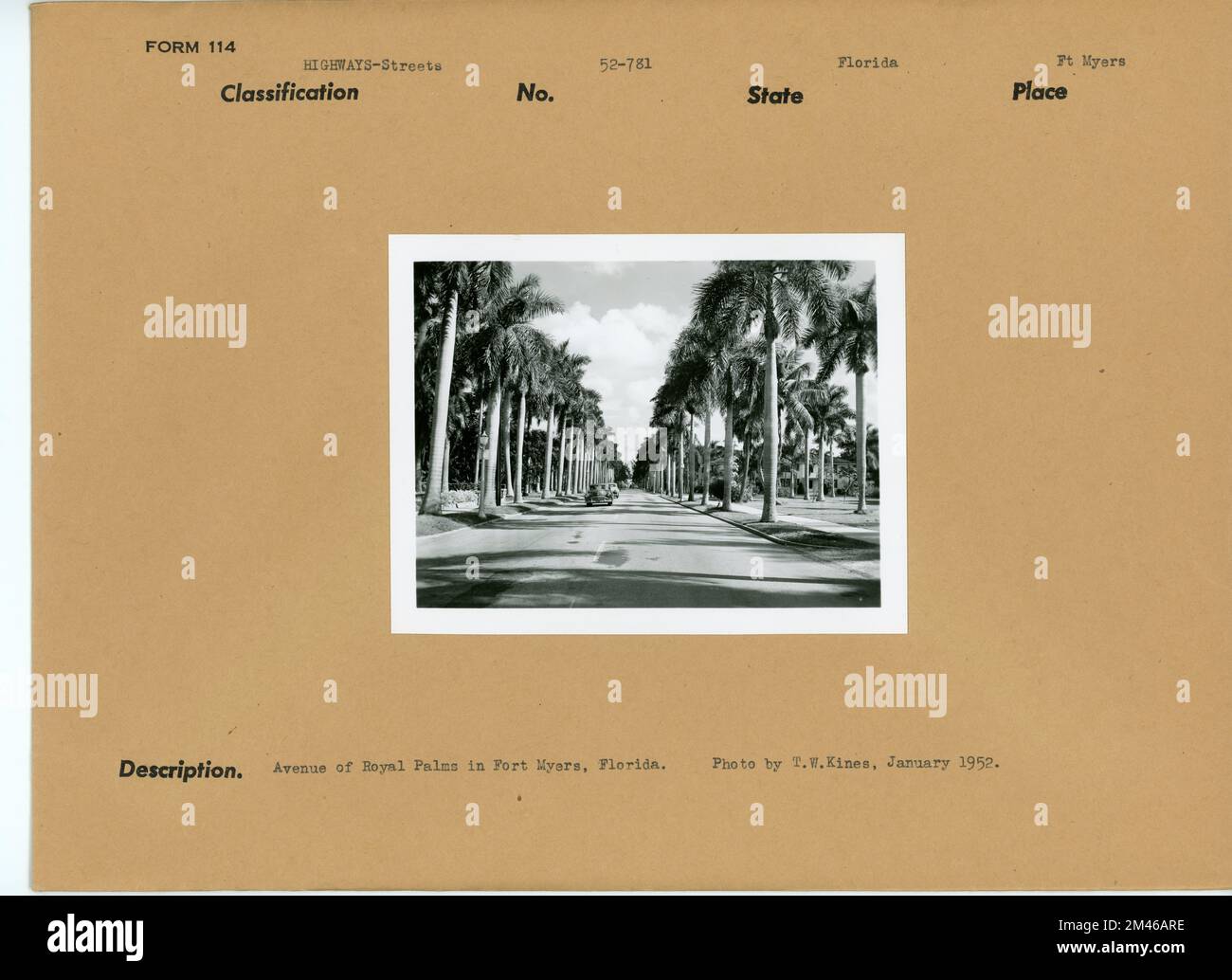 Straße in Florida. Originalunterschrift: Avenue of Royal Palms in Fort Myers, Florida. Foto: T. W. Kines, Januar 1952. Bundesstaat: Florida. Ort: Ft. Myers. Stockfoto