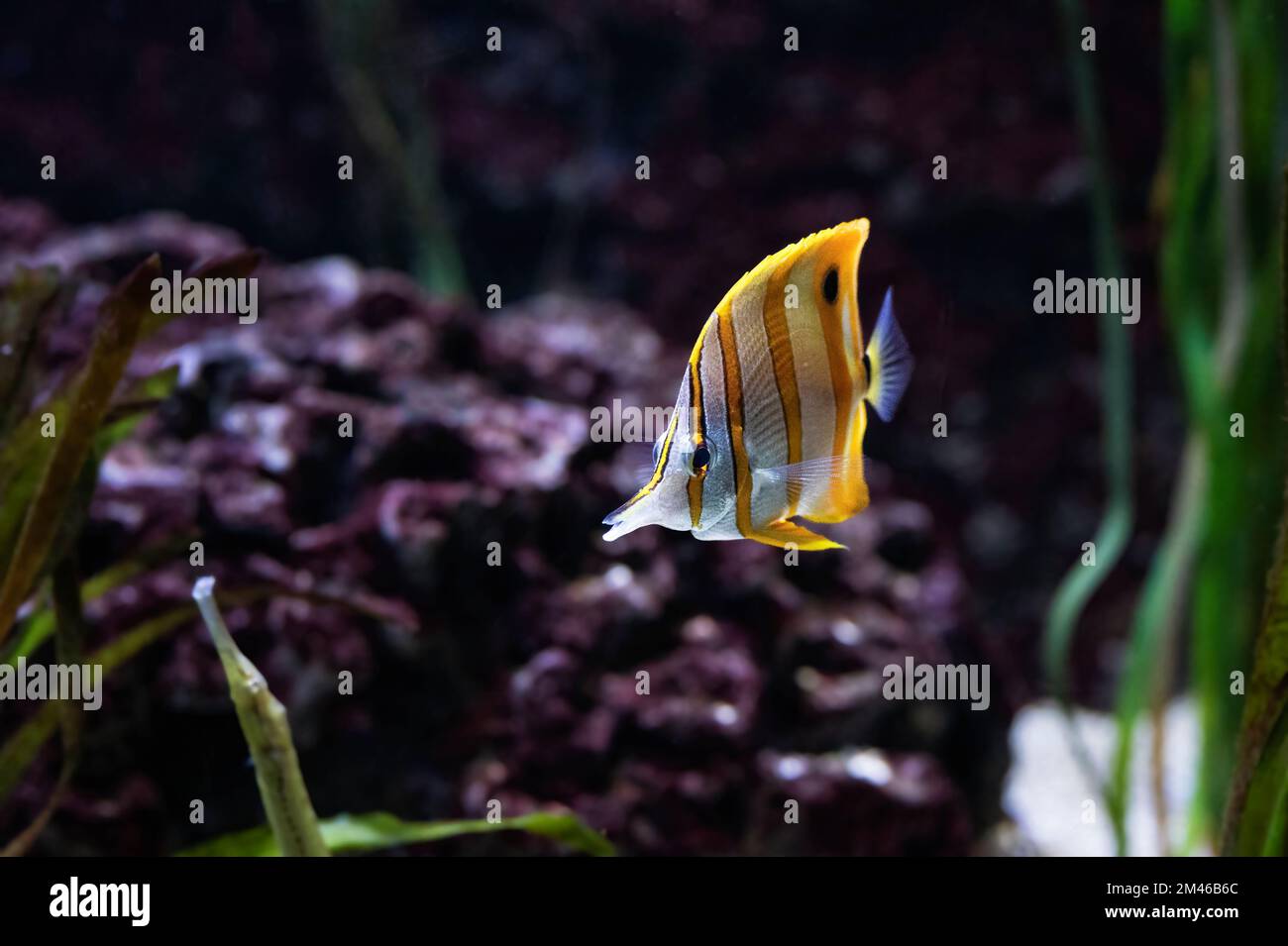 Butterfische aus Kupfer oder Schnabelkorallenfische mit weißen und gelben Linien, die zwischen Meeresvegetation schwimmen Stockfoto