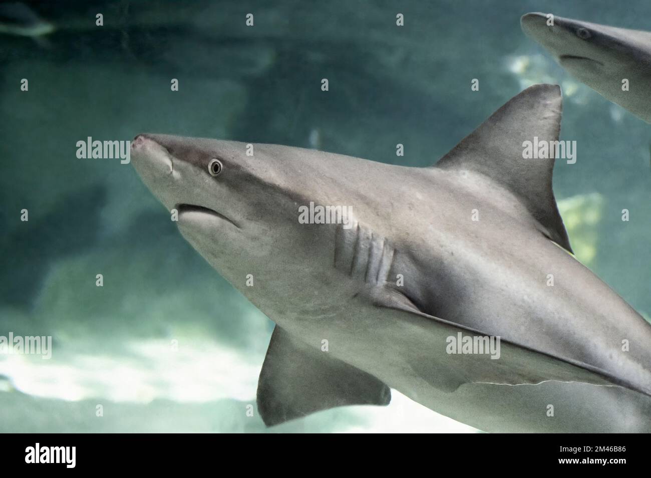 Grauhai (Carcharhinus amblyrhynchos) in einem Aquarium, das in der Nähe anderer Fische schwimmt Stockfoto