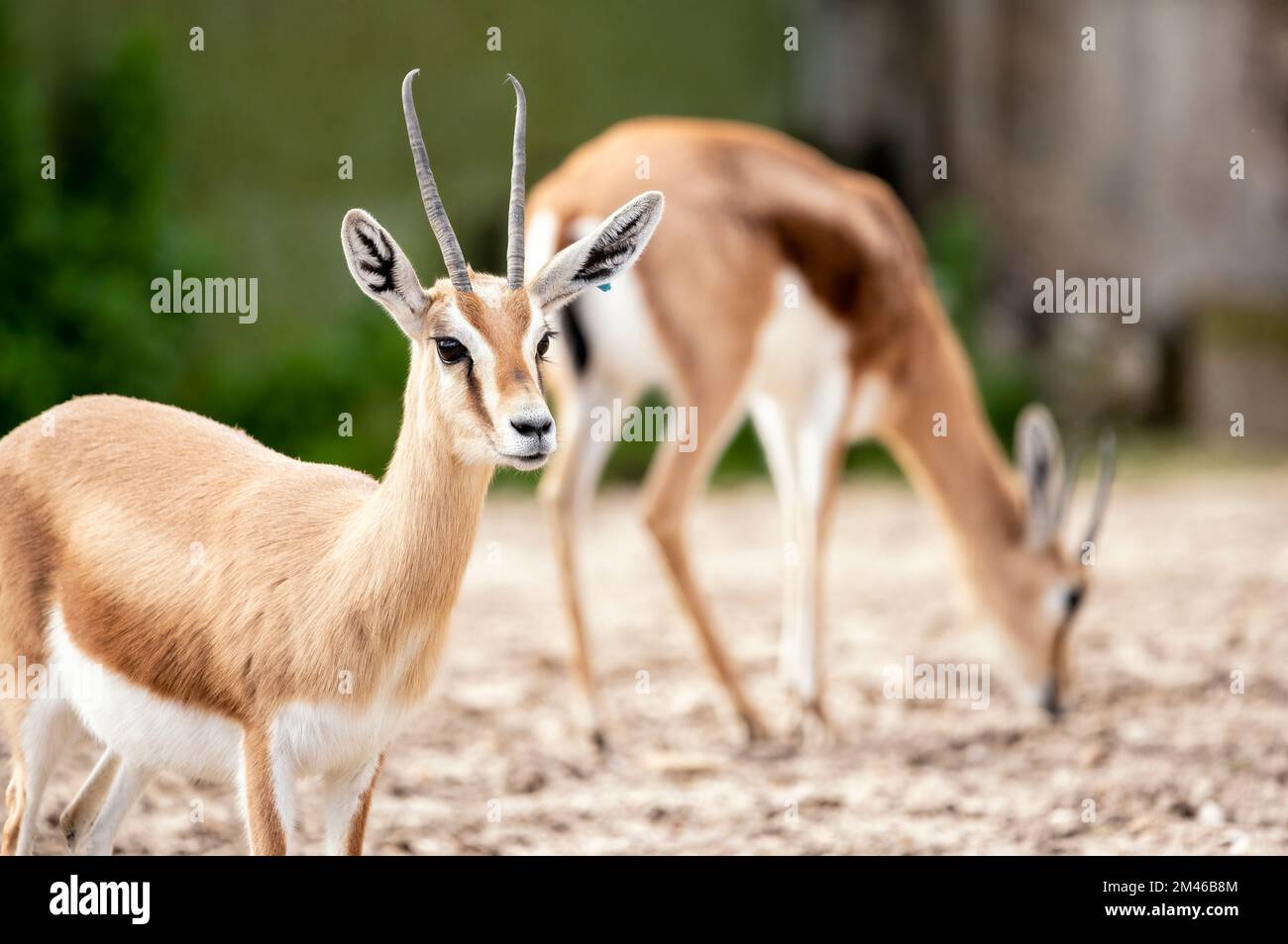 Dorcas Gazelle (Gazella Dorcas neglecta) steht und eine andere sucht nach Nahrung am Boden Stockfoto