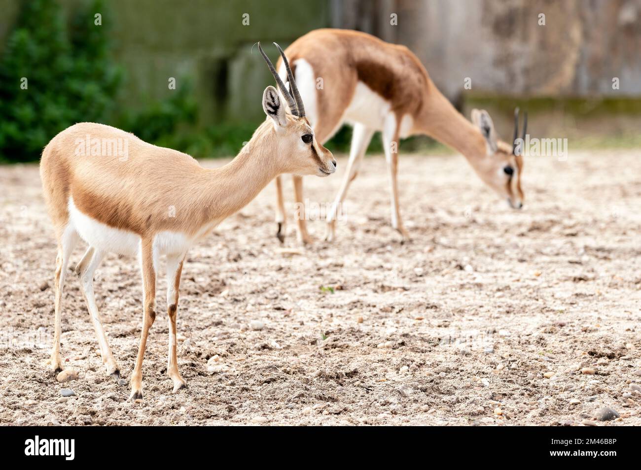 Dorcas Gazelle (Gazella Dorcas neglecta) steht und eine andere sucht nach Nahrung am Boden Stockfoto