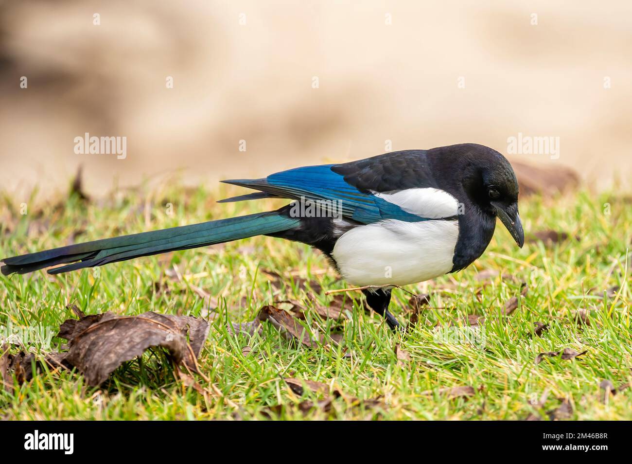 Die Elster (Pica pica) der Familie der Corvidae steht auf den Beinen und sucht nach Nahrung im Gras Stockfoto