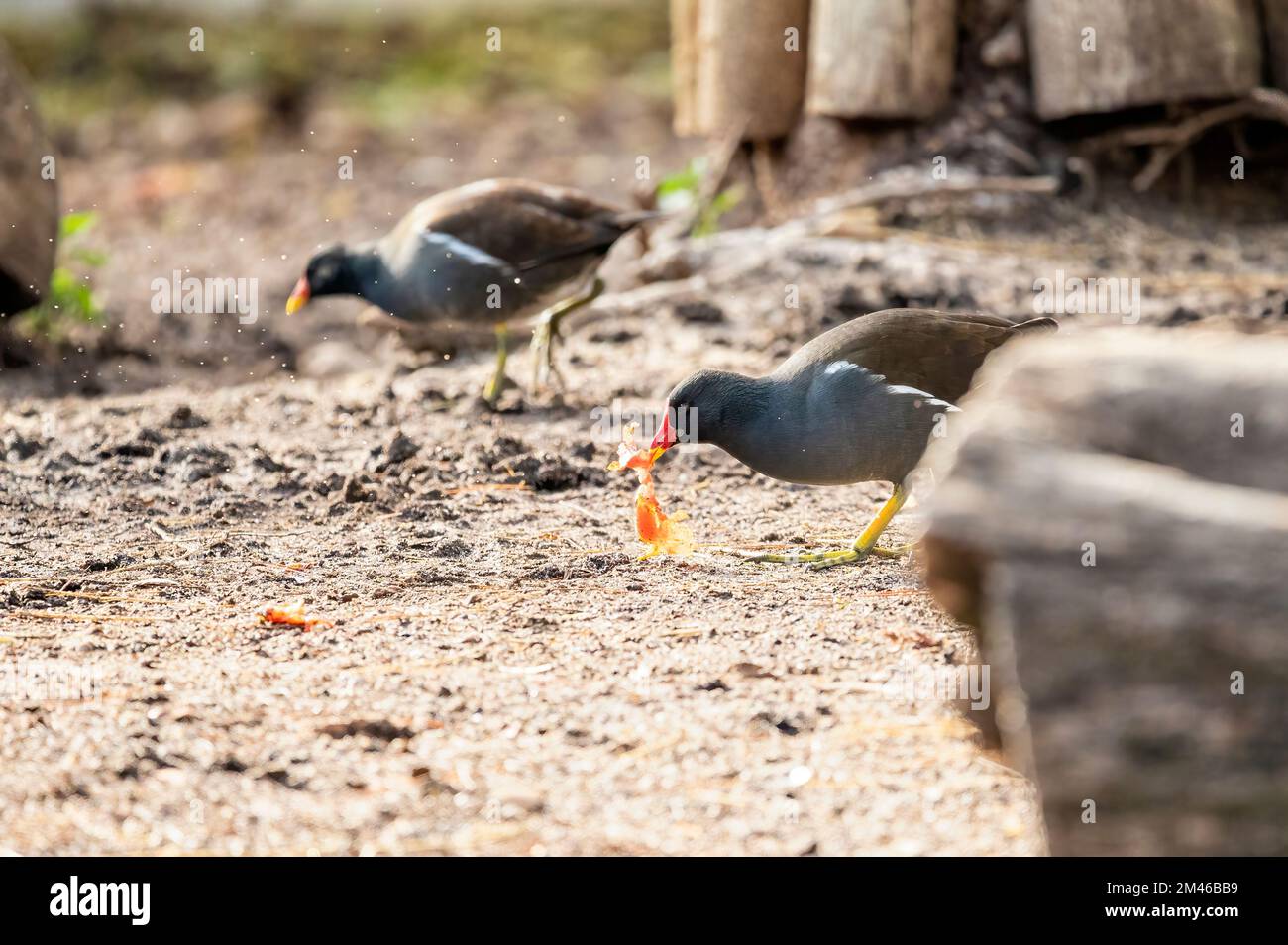 Gewöhnlicher Moorhen (Gallinula chloropus), auch bekannt als Wasserhuhn oder Sumpfhuhn auf dem Boden, das ein Stück Futter mit seinem Orangenschnabel aufnimmt Stockfoto