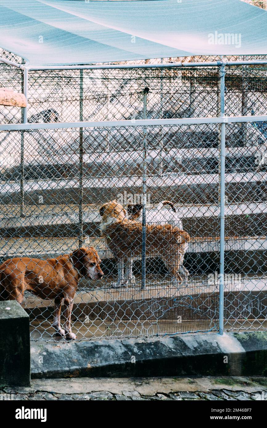 Große und kleine Hunde in einer Haustierhalle, einem Tierheim oder einer Hundehütte Stockfoto