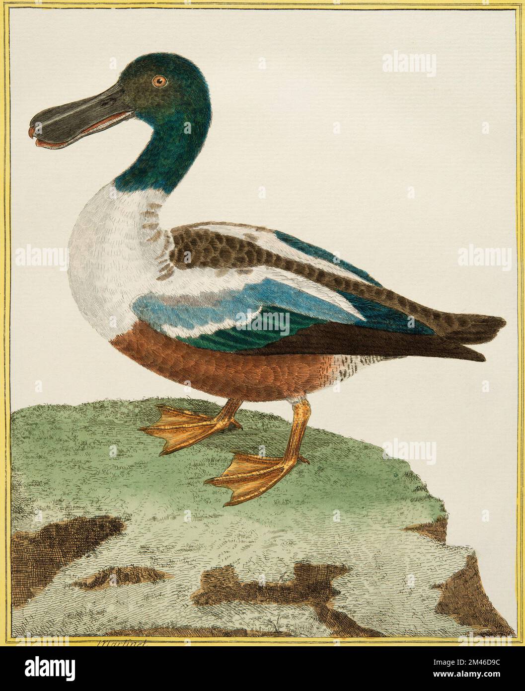 The Shoveler Duck: Beleuchtete Platte aus der Vogelgeschichte von Georges Louis Leclerc, Graf von Buffon, ca. 17777 Stockfoto