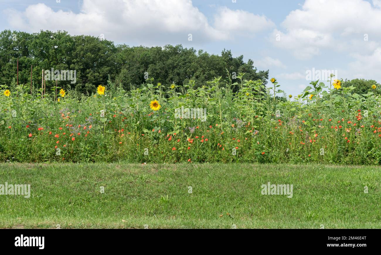 Blühende Wiese mit Sonnenblumen, Mohn und Sommerblumen Stockfoto