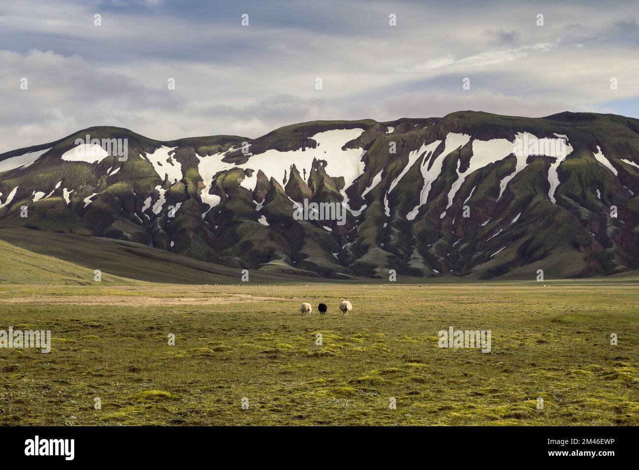 Landschaftsfoto von Schafen auf Hochlandweiden Stockfoto