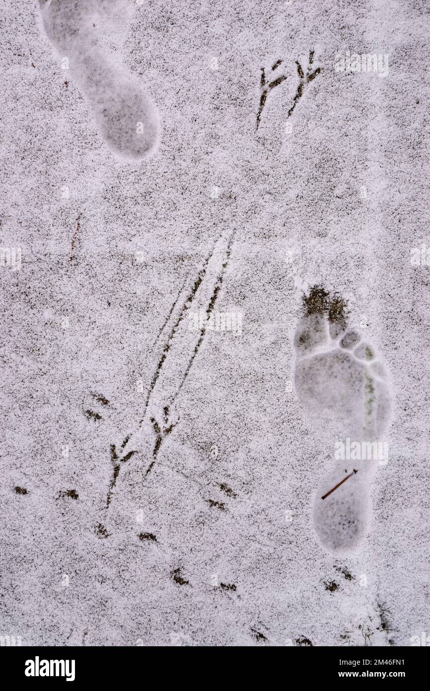 Vogelrennen und menschlicher Fuß im Schnee Stockfoto