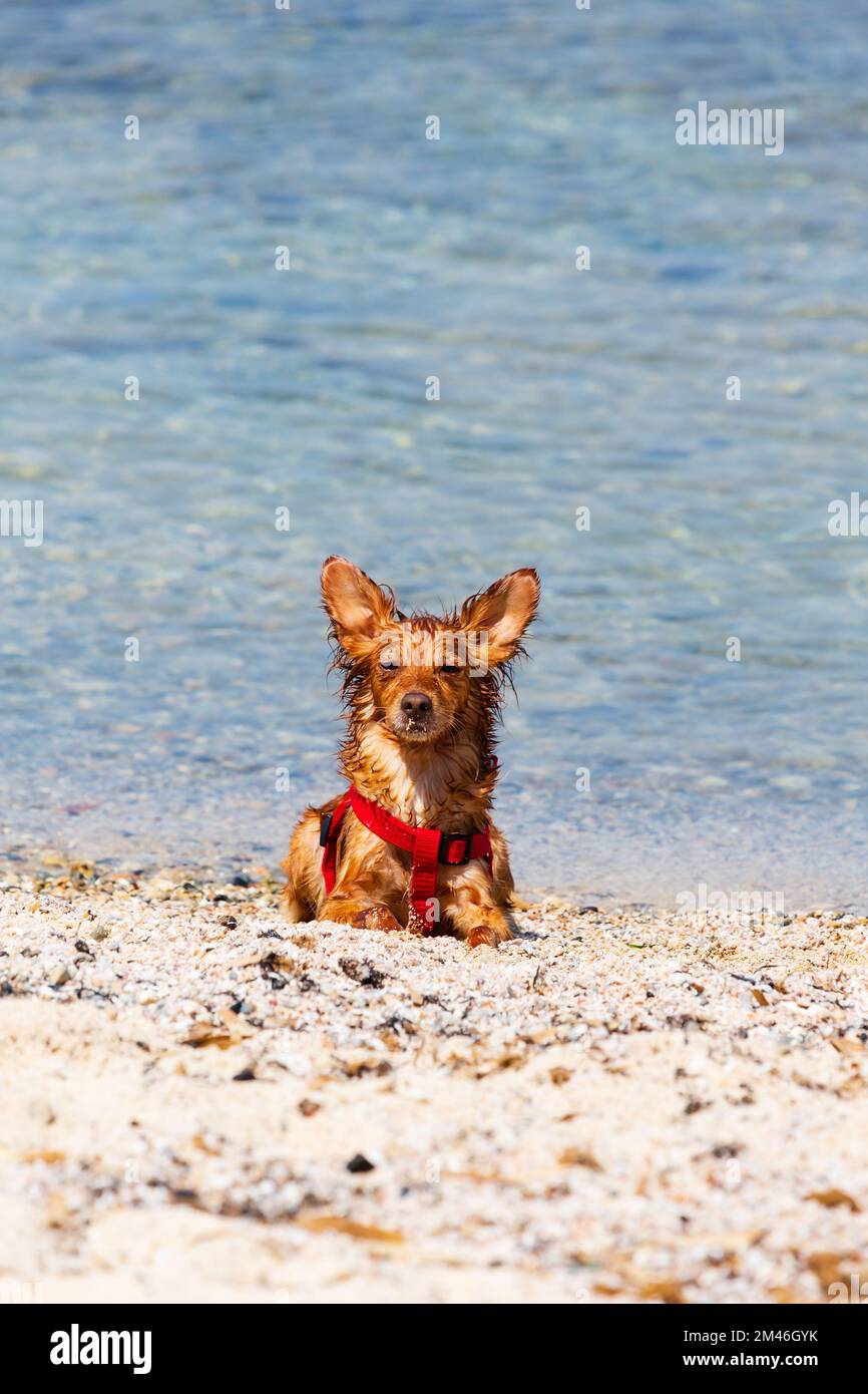 Süßer, nasser kleiner Hund am Strand am Meer. Zypern Stockfoto