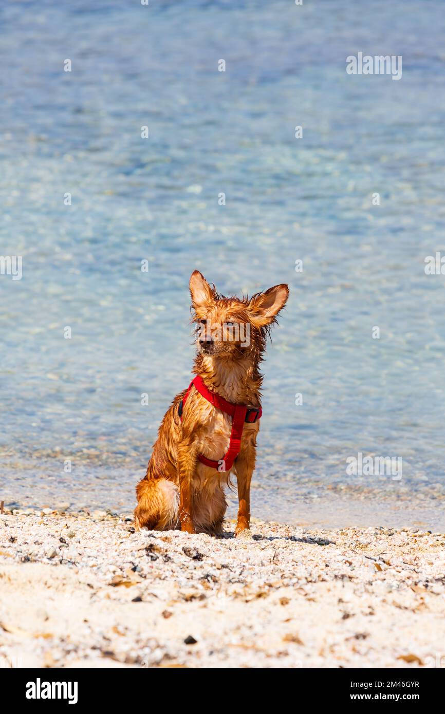 Süßer, nasser kleiner Hund am Strand am Meer. Zypern Stockfoto