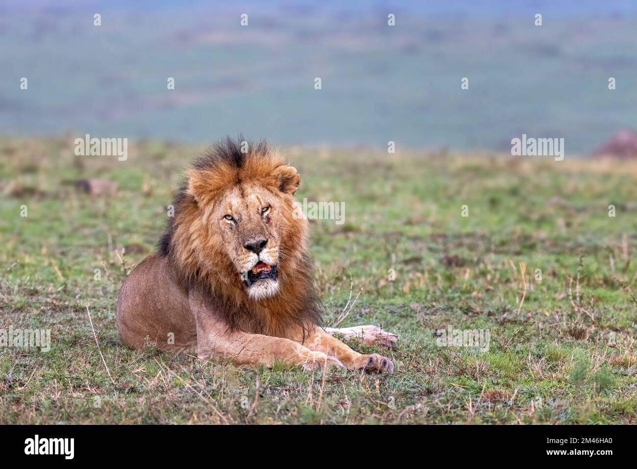 Der Erwachsene Löwe, panthera leo, schaut in die Kamera. Die große Katze ruht sich in der Masai Mara aus, Kenia. Stockfoto