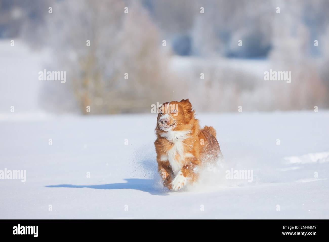 Ein glücklicher Hund, der schnell in tiefem Schnee rennt. Fröhlicher Neuschottischer Entenwetter in der Winterlandschaft. Stockfoto
