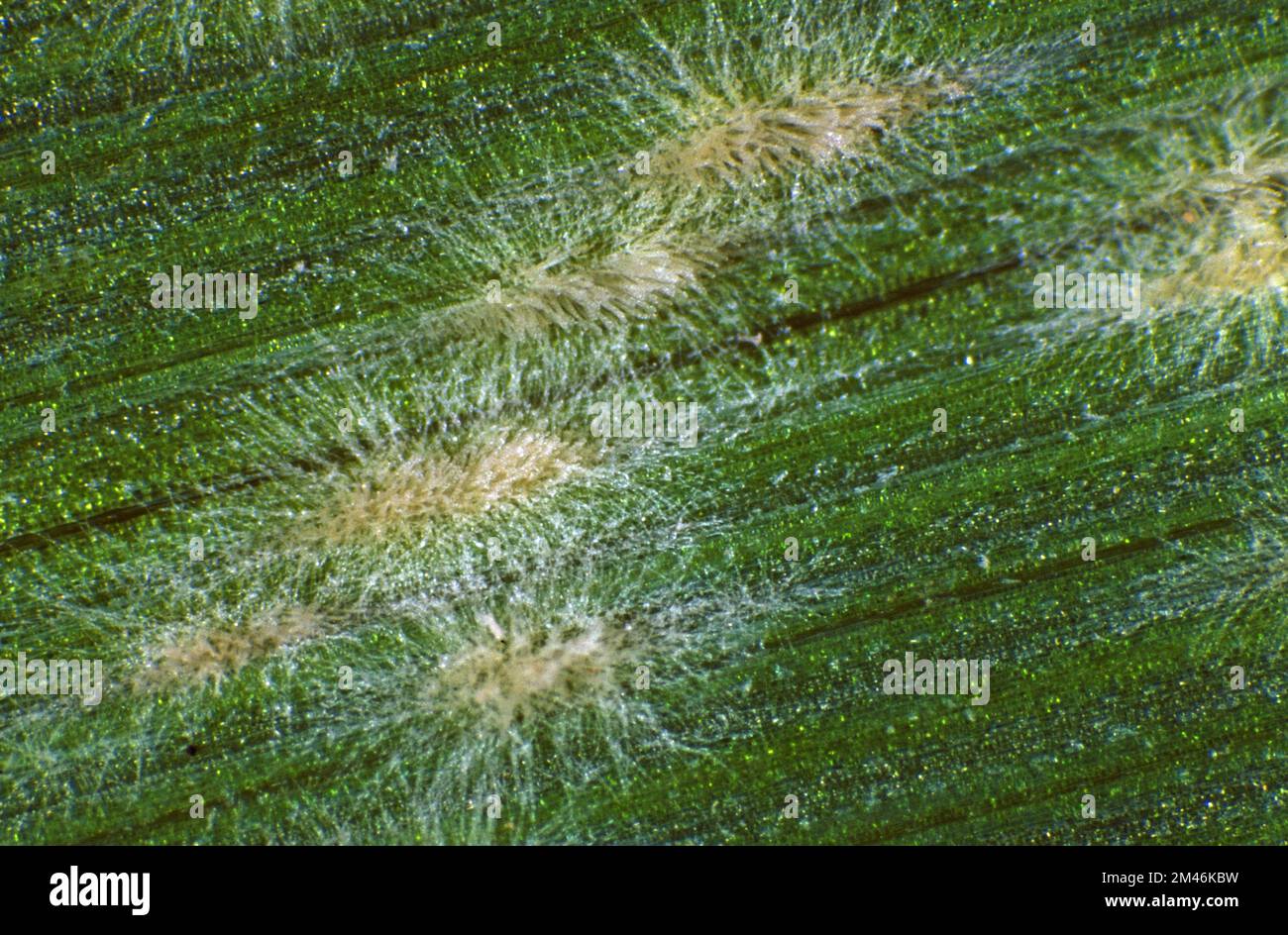 Photomikrographische Darstellung von pulverförmigem Mehltau (Blumeria graminis f.sp. Hordei) Pustelmycelium und Hyphae auf einem Gerstenblatt Stockfoto