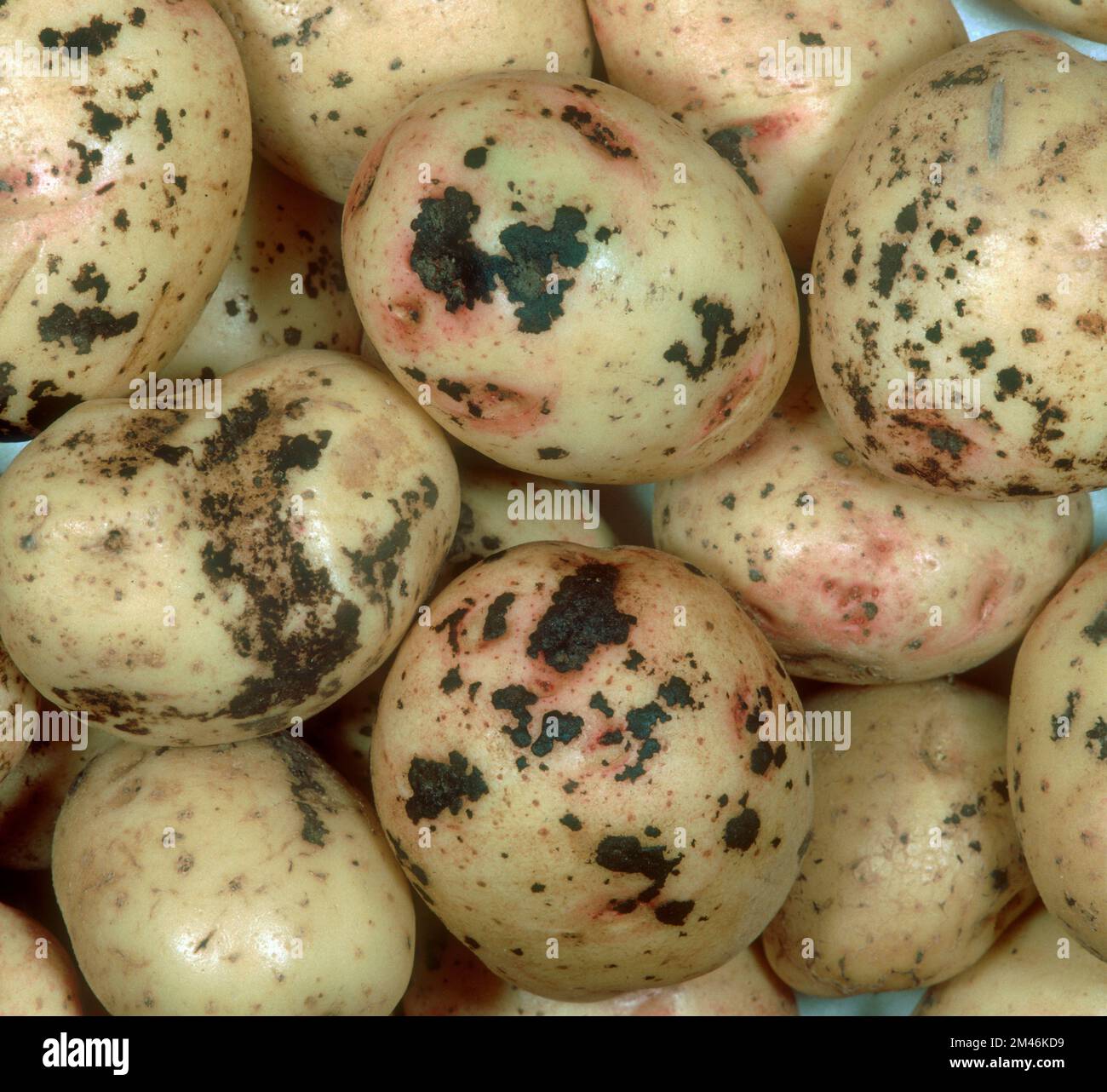 Schwarzfleck (Rhizoctonia solani) Pilzkrankheit Schwarzkrebsläsionen an der Oberfläche von Kartoffelknollen Stockfoto