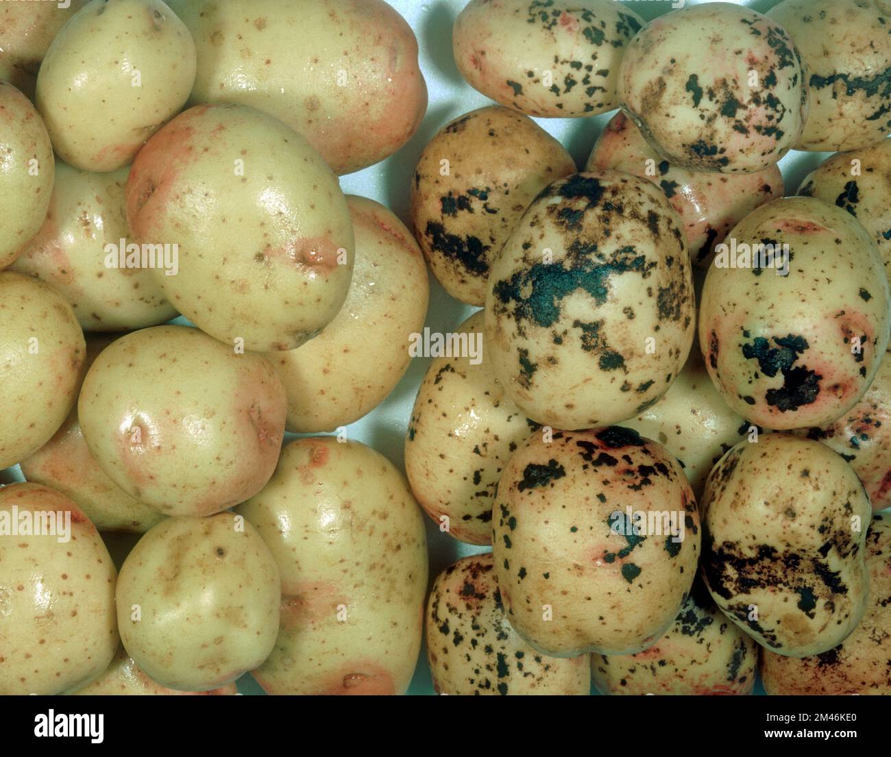 Schwarzer Schorf (Rhizoctonia solani) Pilzkrankheit Schwarzkrebsläsionen an der Oberfläche von Kartoffelknollen cv gesunde Knollen Stockfoto