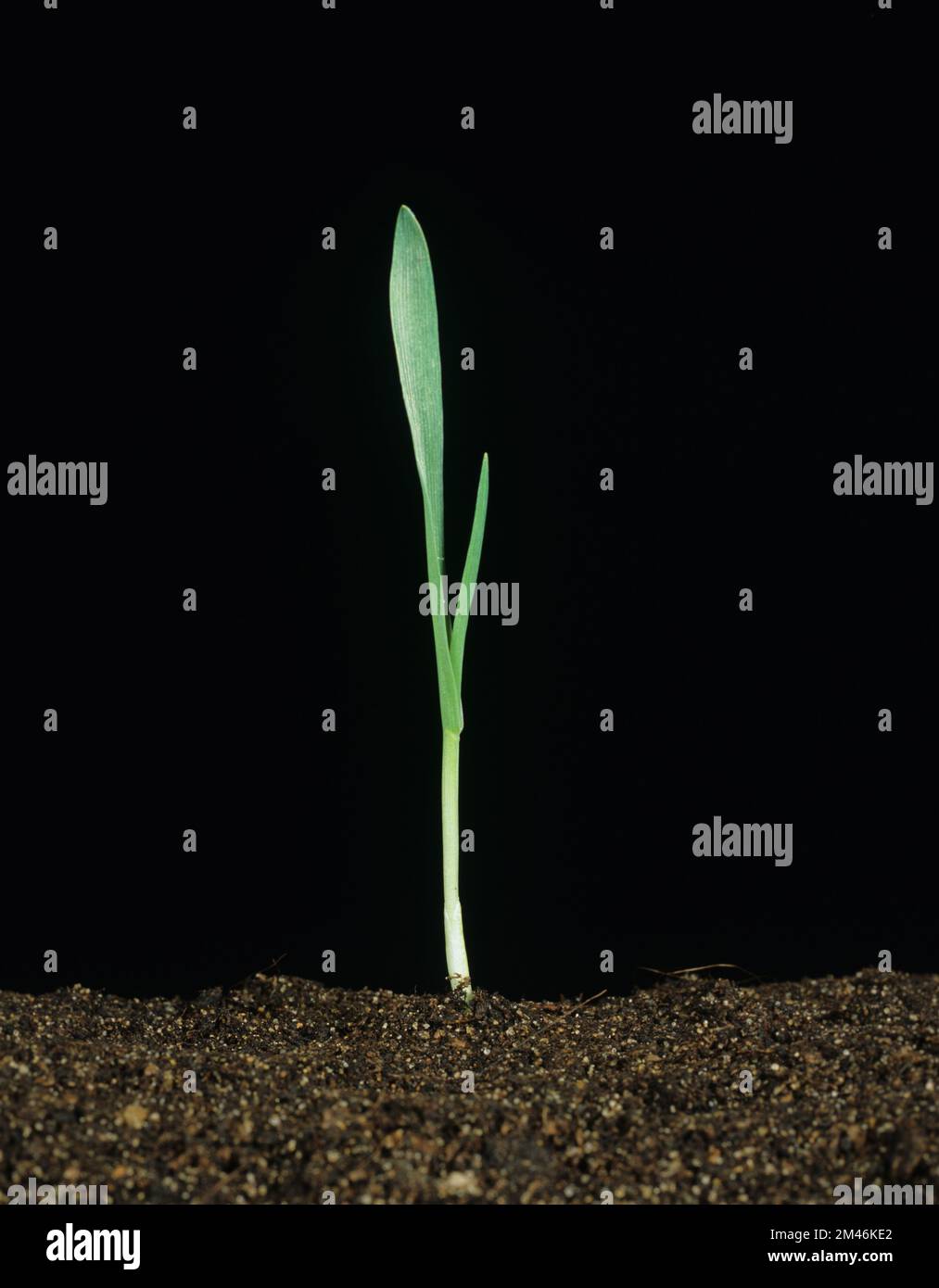 Gerste Hordeum vulgare) vor schwarzem Hintergrund im Wachstumsstadium Zadoks11, Feekes 1 Stockfoto